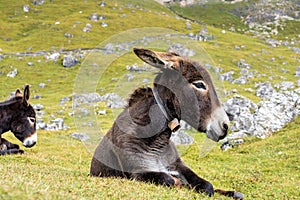 Donkey in the Italian Dolomites seen on the hiking trail Col Raiser, Italy