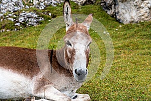 Donkey in the Italian Dolomites seen on the hiking trail Col Raiser, Italy