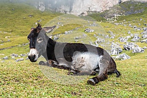 Donkey in the Italian Dolomites seen on the hiking trail Col Raiser, Italy