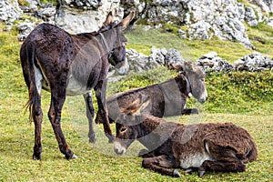 Donkey in the Italian Dolomites seen on the hiking trail Col Raiser, Italy