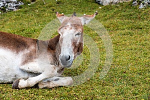 Donkey in the Italian Dolomites seen on the hiking trail Col Raiser, Italy