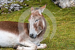 Donkey in the Italian Dolomites seen on the hiking trail Col Raiser, Italy