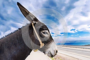 Profile face of a donkey against the background of the blue cloudy sky. The best and funny donkey profile photo