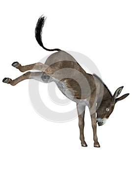 Donkey kicking photo