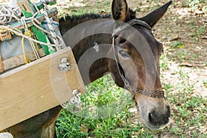 A donkey in Kythnos Aegean island of Greece