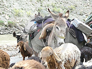 Donkey Laden with goods on the road