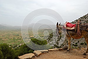 Donkey and Lassithi Plateau view