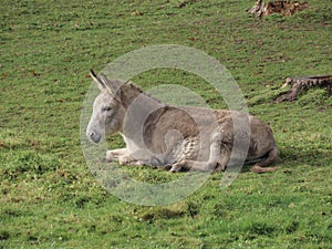 Donkey laying relaxed