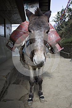 A donkey loaded with gas cylinders. Donkey caravans transport goods to areas where there are no highways. Nepal