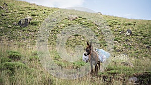 Donkey loaded with piles of thrash standing in a grassy landscape, Mount Ararat in Turkey