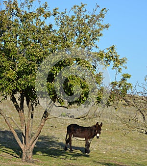 Donkey long ears with tree