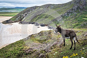 Donkey looking out over the Irish Landscape photo