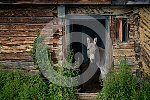 Donkey looking outside from an abandoned wooden hut