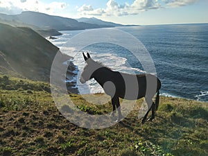 Donkey free on the mountain with grass and sea of background photo