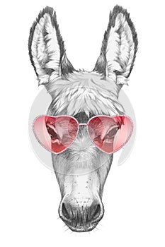Donkey in Love! Portrait of Donkey with sunglasses.