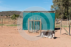 Donkey lying on the ground