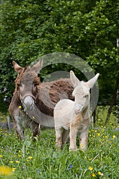 Donkey mare with white foal