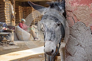 Donkey in Marrakesh, Morocco