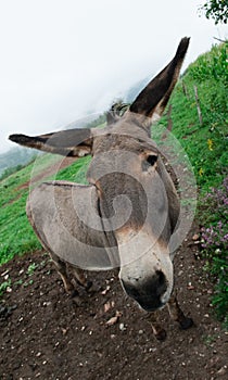 Donkey in meadow