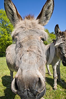 Donkey in a meadow