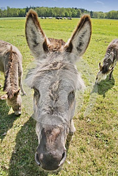Donkey in a meadow