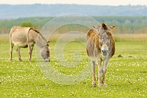 Donkey on the meadow