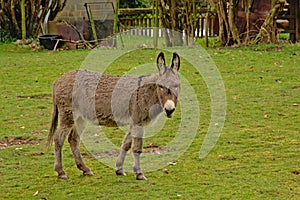 Donkey in a meadow - Equus africanus asinus