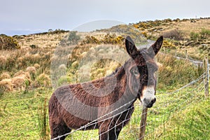 The donkey in the meadow in Ireland.
