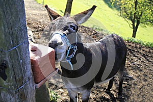 Donkey on meadow, pasture, leaks in the salt, salt stone