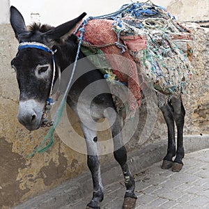 Donkey in Medina of Fez, Morocco photo