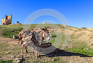 A donkey at Merenid Fortress of Fes, Morocco