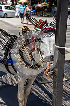 Donkey in Mijas