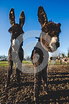 Donkey mother and son