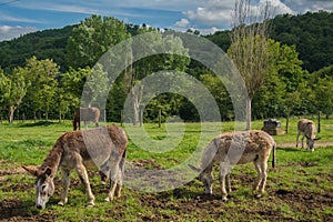 Donkey of mount amiata of tuscany