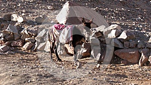 Donkey on Mount Sinai, Egypt