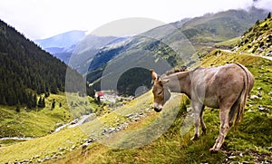 Donkey in mountain area