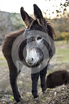 Donkey on the mountain in catalonia