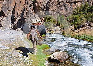 Donkey in the mountain river laden backpacks