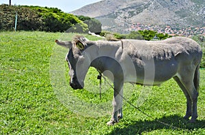 Donkey on a mountain surrounding Trebinje in Bosnia and Herzegovina