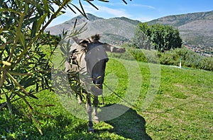 Donkey on a mountain surrounding Trebinje in Bosnia and Herzegovina