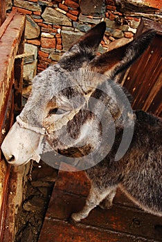 Donkey in the mountain village of Cyprus