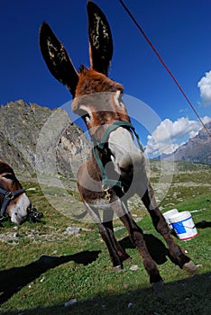 Donkey in mountains