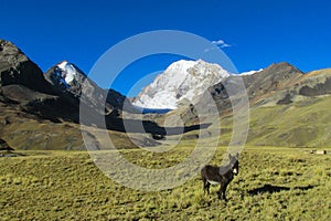 Donkey in the mountains