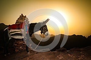 Donkey in mountains of Jordan