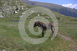 donkey, mountains
