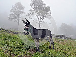 A donkey in the mountains of Trentino Alto Adige