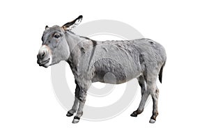 Donkey full length isolated on white. Funny fluffy gray donkey standing and looking into camera. Farm animals