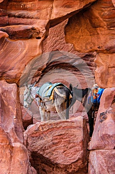 A donkey an a mule are standing next to each other in an incredible colorful rock-setting in Petra, Jordan, Middle East