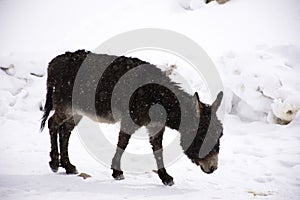 Donkey or Mule walking find food on ground when snowing at Zingral Changla Pass to Leh Ladakh on Himalaya mountain in India