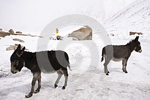 Donkey or Mule walking find food on ground when snowing at Zingral Changla Pass to Leh Ladakh on Himalaya mountain in India